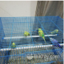 i-want-to-sell-my-birds-along-with-cages-small-4