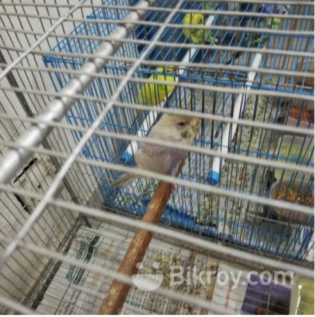 i-want-to-sell-my-birds-along-with-cages-big-3