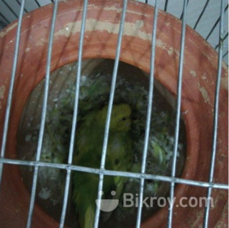 i-want-to-sell-my-birds-along-with-cages-big-2