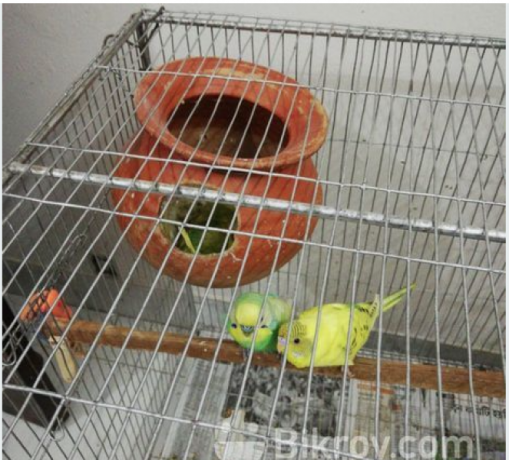 i-want-to-sell-my-birds-along-with-cages-big-1