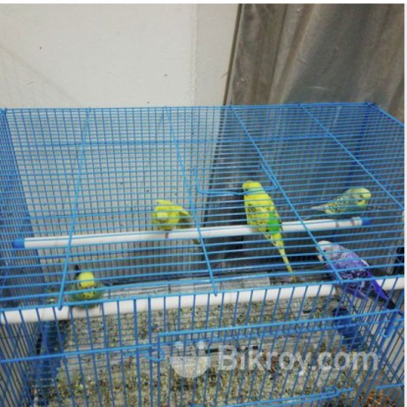 i-want-to-sell-my-birds-along-with-cages-big-4