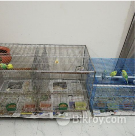 i-want-to-sell-my-birds-along-with-cages-big-0