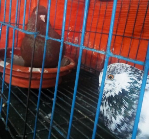 redking-nor-with-a-golla-madi-big-2