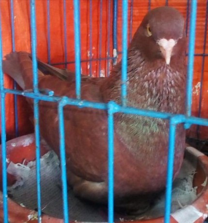 redking-nor-with-a-golla-madi-big-0