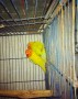 love-bird-lovebird-female-yellow-fischer-small-1