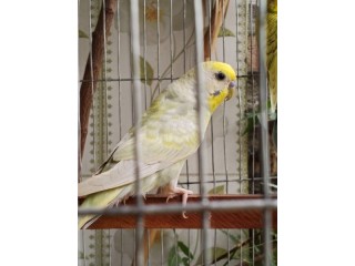1 piece male Budgie for sell!