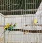 healthy-birds-urgent-sell-small-1