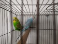 budgies-for-sell-with-cage-small-2