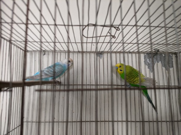 budgies-for-sell-with-cage-big-3