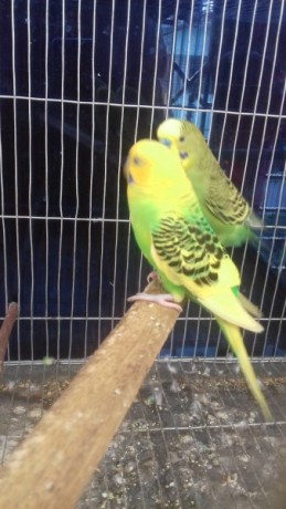 budgregar-running-pair-big-2