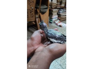 Tame Size Grey Cockatiel Baby