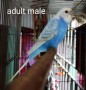 adult-male-small-1